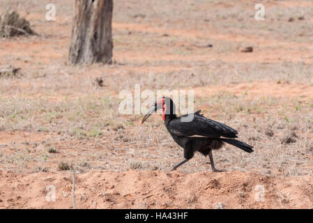 A walking male Abyssinian Ground Hornbill, one of a small party that walked by Stock Photo
