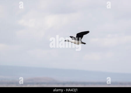 A flying Knob-billed Duck Stock Photo