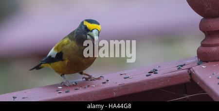 Yellow, black & white colored Evening Grosbeaks(Coccothraustes vespertinus) stop to eat where there is bird seed aplenty. Stock Photo