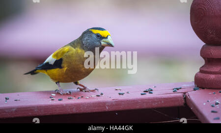 Yellow, black & white colored Evening Grosbeaks(Coccothraustes vespertinus) stop to eat where there is bird seed aplenty. Stock Photo