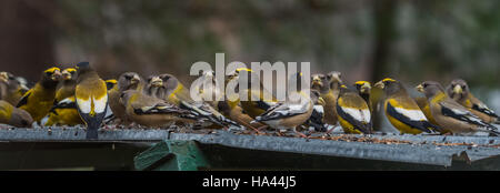 Yellow, black & white colored Evening Grosbeaks(Coccothraustes vespertinus) stop to eat where there is bird seed aplenty. Stock Photo