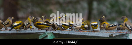 Yellow, black & white colored Evening Grosbeaks(Coccothraustes vespertinus) stop to eat where there is bird seed aplenty. Stock Photo