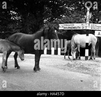 New Forest ponies on the road junction at Castle Malwood in Hampshire Uk 1960 Stock Photo