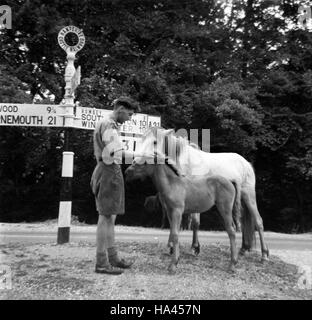 Boy scout leader stroking New Forest ponies on the road junction at Castle Malwood in Hampshire Uk 1960 Stock Photo