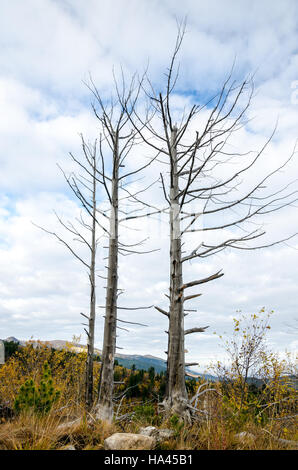 Two dry or sapless trees against cloudy sky Stock Photo