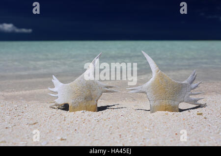Sea turtle bones, Christmas (Kiritimati) Island, Kiribati Stock Photo