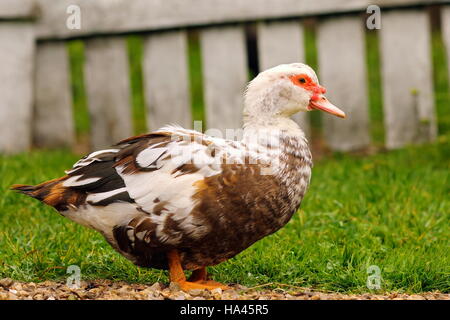 Cairina moschata standing on  law ( muscovy duck ) Stock Photo