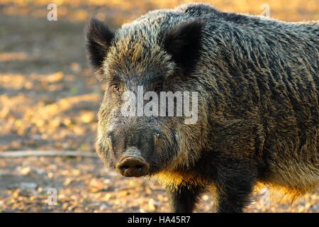 close up of big wild boar ( Sus scrofa ) in sunset light Stock Photo