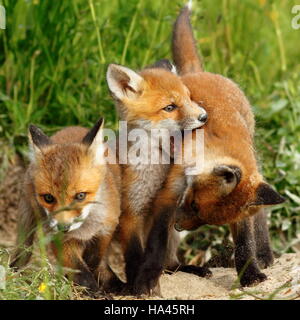 family of red foxes playing near the burrow ( Vulpes cubs ) Stock Photo