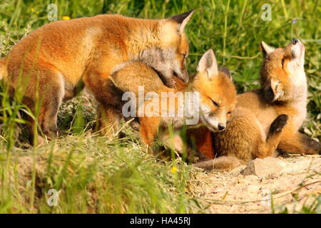 family of red foxes playing near the den, cute happy cubs ( Vulpes ) Stock Photo
