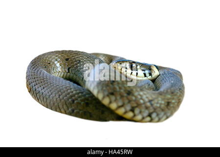 juvenile grass snake isolated over white background ( Natrix ) Stock Photo