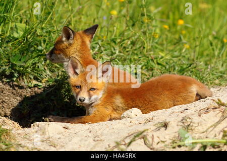 lazy european fox cub laying near the den ( Vulpes ), image of wild animal Stock Photo