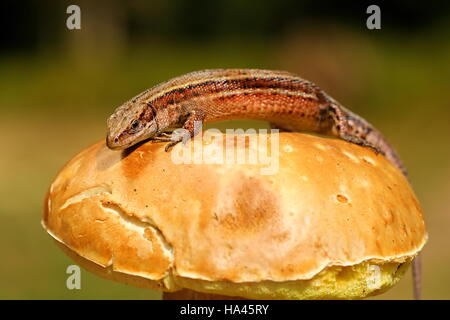 balkan wall lizard basking on mushroom ( Zootoca vivipara ) Stock Photo