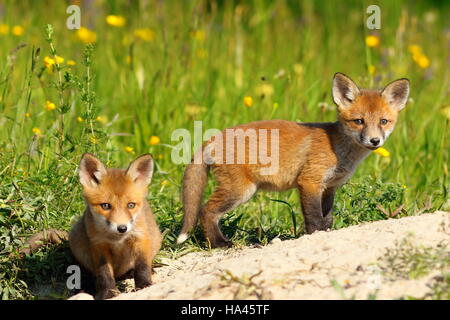 two red fox cubs looking at the camera while exploring the terrain near the burrow ( Vulpes vulpes, wild animals )