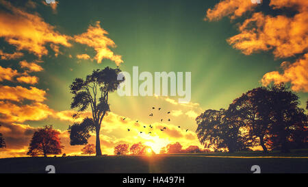 panoramic sunset landscape with trees and flying birds Stock Photo