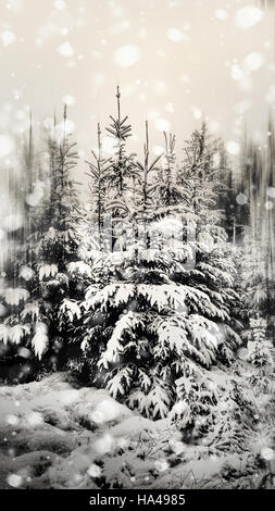 Beautiful winter landscape in the forest Stock Photo
