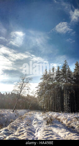 beautiful winter landscape in forest Stock Photo