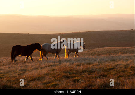 Builth Wells, Powys, Wales, UK. 26th November, 2016. Temperatures are forecast to drop to freezing tonight as Welsh ponies are seen at sunset on the Mynydd Epynt moorland near Builth Wells in Powys, UK Credit:  Graham M. Lawrence/Alamy Live News. Stock Photo