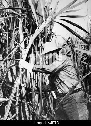 Apr. 29, 1965 - Havana, Cuba - Cuban revolutionary leader who led his country from 1959 until his retirement in 2008, FIDEL CASTRO transformed Cuba into the first communist state in the Western Hemisphere. President Castro outlasted no fewer than nine American presidents since he took power in 1959. PICTURED: FIDEL CASTRO cutting sugarcane. (Credit Image: © Keystone Press Agency/Keystone USA via ZUMAPRESS.com) Stock Photo
