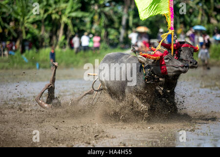 Bali, Indonesia. 27th Nov, 2016. A participant spurs the buffalo during 'Makepung Lampit' or bull race with water buffaloes at Kaliakah village in Jembrana, Bali Indonesia on November 27, 2016. Makepung Lampit has been a tradition in Jembrana since the 1920s. It is a routine entertainment before planting the rice. Now, The event is held to attracted tourists on the popular holiday destination island. Credit:  Agung Parameswara/Alamy Live News Stock Photo
