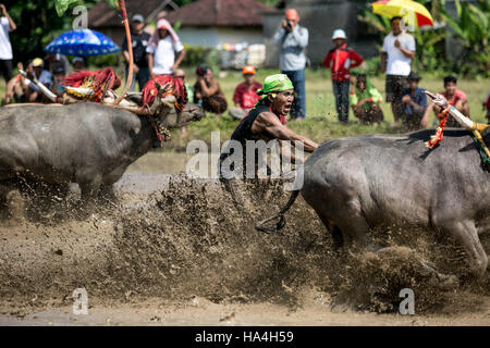 Bali, Indonesia. 27th Nov, 2016. A participant spurs the buffalo during 'Makepung Lampit' or bull race with water buffaloes at Kaliakah village in Jembrana, Bali Indonesia on November 27, 2016. Makepung Lampit has been a tradition in Jembrana since the 1920s. It is a routine entertainment before planting the rice. Now, The event is held to attracted tourists on the popular holiday destination island. Credit:  Agung Parameswara/Alamy Live News Stock Photo
