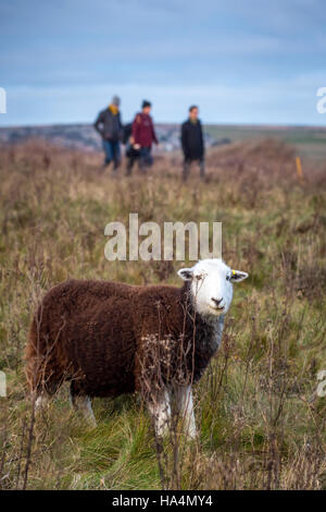 Rottingdean, East Sussex, UK. 27th Nov, 2016. A sheep and walkers at Rottingdean in East Sussex. Credit:  Andrew Hasson/Alamy Live News Stock Photo