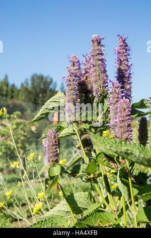 Agastache Licorice Mint growing in Maple Valley, Washington, USA. Stock Photo