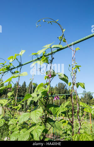 Good Mother Stallard pole beans growing on a string trellis in Maple Valley, Washington, USA.