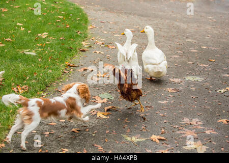 Six month old Cavalier King Charles Spaniel puppy chasing free-ranging Pekin ducks and a Rhode Island Red chicken on an Autumn day Stock Photo