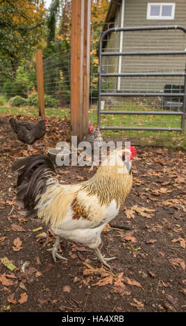 Free-ranging Americauna rooster in foreground, and Dominique and Barred Plymouth Rock hens in background in Issaquah, Washington, USA Stock Photo