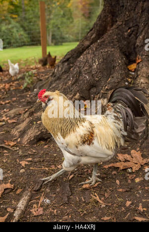 Free-ranging Americauna rooster in Issaquah, Washington, USA Stock Photo