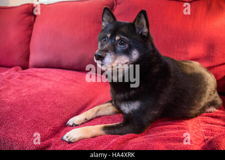 Three year old Shiba Inu dog, Kimi, resting on a sofa in Issaquah, Washington, USA. Stock Photo