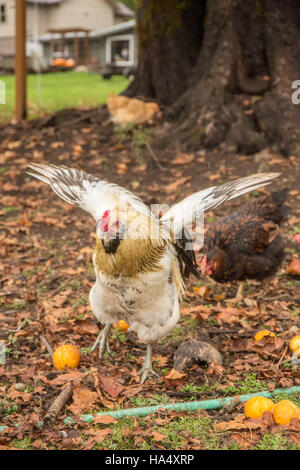 Free-ranging Amercauna rooster with wings out, about to mate in Issaquah, Washington, USA.  Behind it is a Red Laced Wyandotte hen. Stock Photo