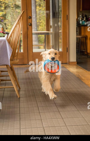 Four month old Golden Retriever puppy 'Sophie' running through her kitchen with a dog ring toy in her mouth, in Issaquah, Washington, USA Stock Photo