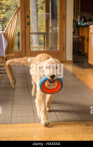 Four month old Golden Retriever puppy 'Sophie' running through her kitchen with a dog ring toy in her mouth, in Issaquah, Washington, USA Stock Photo