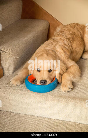 Four month old Golden Retriever puppy 'Sophie' resting on the stairwell with her dog ring toy, in Issaquah, Washington, USA Stock Photo