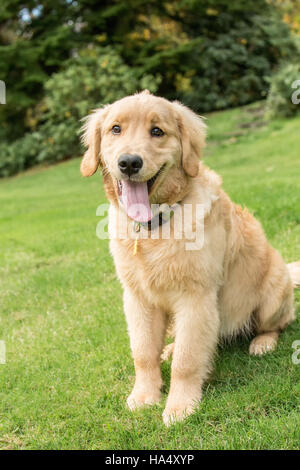 Four month old Golden Retriever puppy 'Sophie' posing on her lawn, in Issaquah, Washington, USA Stock Photo