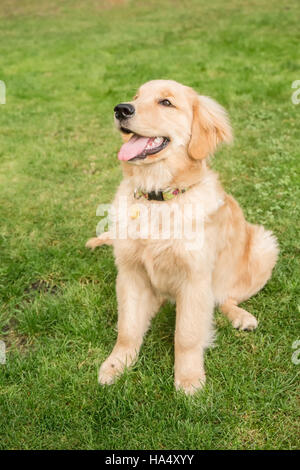 Four month old Golden Retriever puppy 'Sophie' posing on her lawn, in Issaquah, Washington, USA Stock Photo