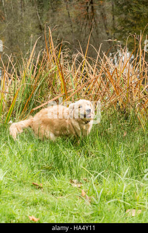 Four month old Golden Retriever puppy 'Sophie' playing by her farm pond, in Issaquah, Washington, USA Stock Photo