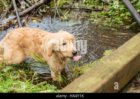 Four month old Golden Retriever puppy 'Sophie' wading in a small stream sticking her tongue out as she looks up on a footbridge Stock Photo