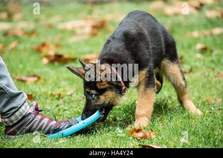 Three month old German Shepherd, Greta, playing tug with her owner and a frisbee in Issaquah, Washington, USA. Stock Photo
