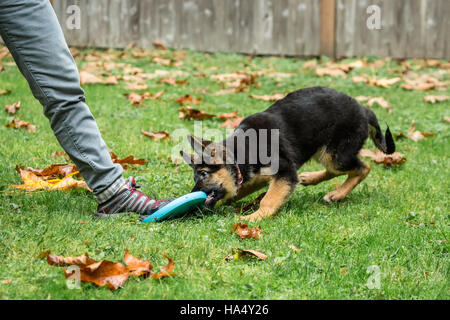 Three month old German Shepherd, Greta, playing tug with her owner and a Frisbee in Issaquah, Washington, USA. Stock Photo