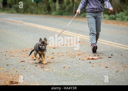 Three month old German Shepherd, Greta, out for a walk on her road in Issaquah, Washington, USA.  German Shepherds are working dogs developed original Stock Photo