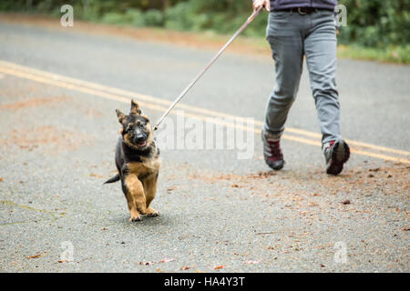 Three month old German Shepherd, Greta, out for a walk on her road in Issaquah, Washington, USA.  German Shepherds are working dogs developed original Stock Photo