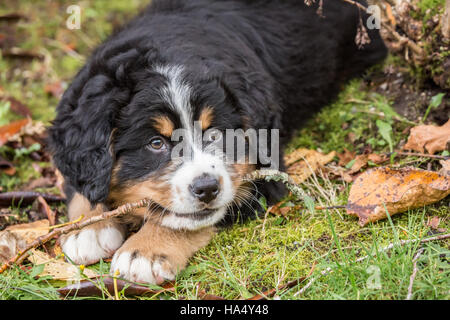 Ten week old Bernese Mountain puppy, Winston, chewing on a stick as he takes a break from playing, in North Bend, Washington, USA Stock Photo