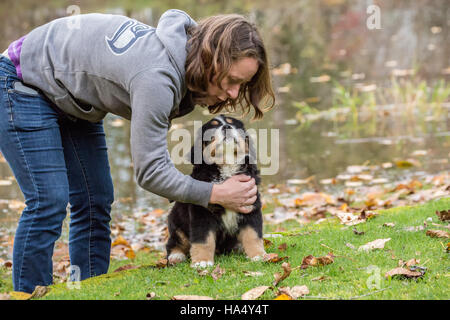 Woman training her ten week old Bernese Mountain puppy, Winston, to sit and stay, in North Bend, Washington, USA Stock Photo