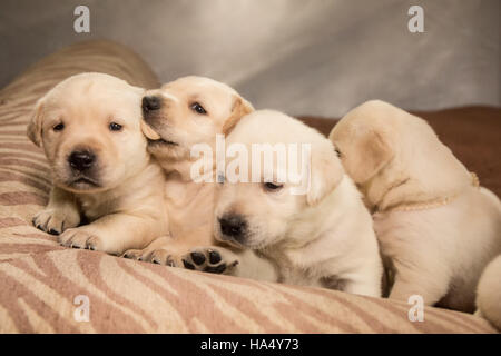 One month old Yellow Lab puppies in Issaquah, Washington, USA Stock Photo