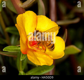 Bee collecting pollen and pollinating vivid yellow portulaca flower with green leaves on dark background Stock Photo
