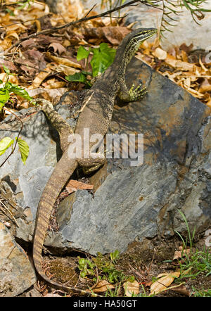 Australian lace monitor lizard, goanna, Varanus varius in the wild on grey rock in home garden Stock Photo