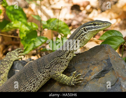 Close-up of Australian lace monitor lizard, goanna, Varanus varius with alert expression, bright eye & claws on rock in urban garden Stock Photo